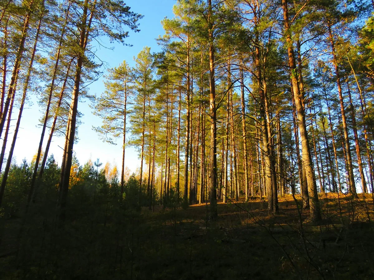 Quiet pine woods in West Michigan