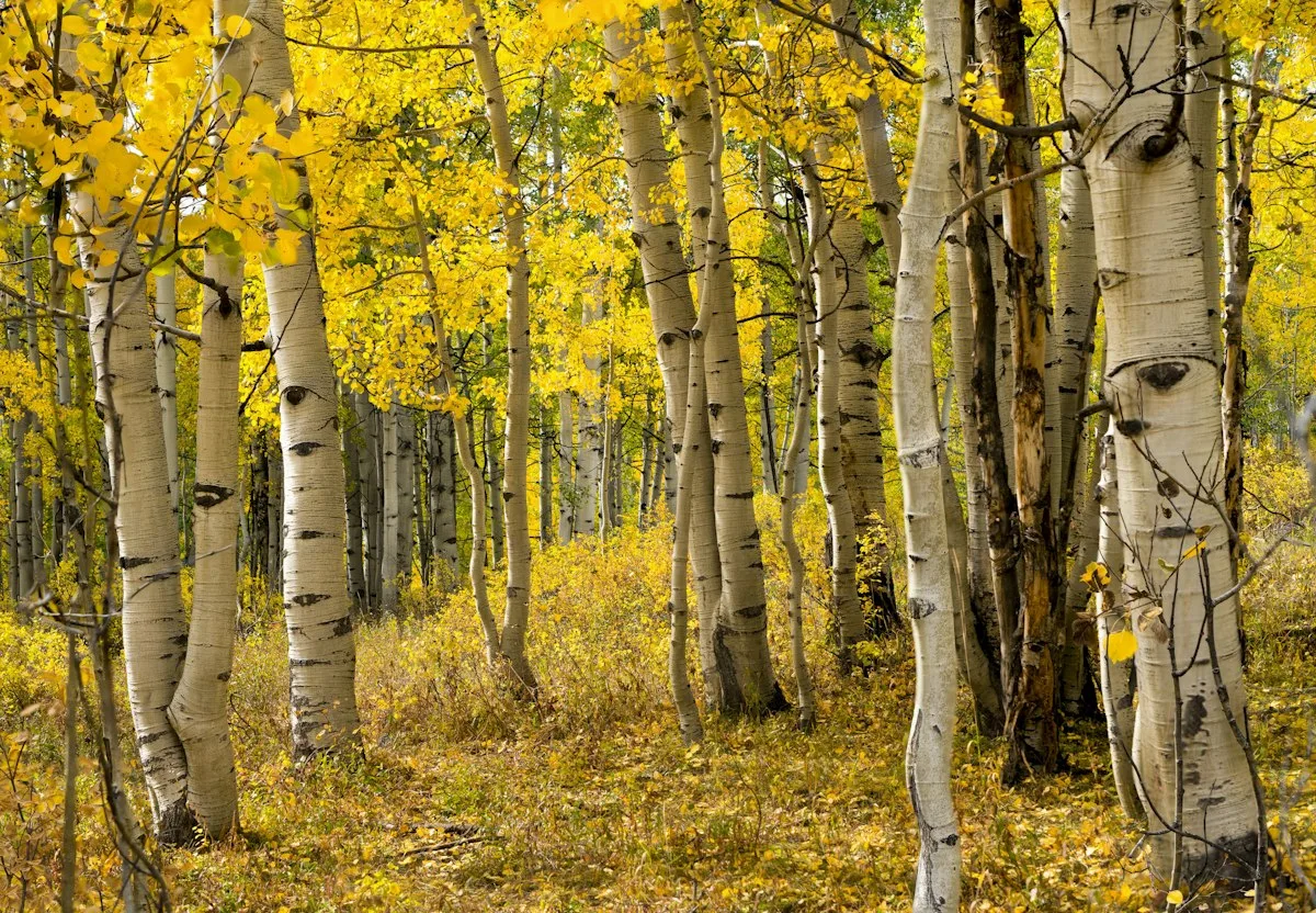 Birch trees with gold autumn leaves