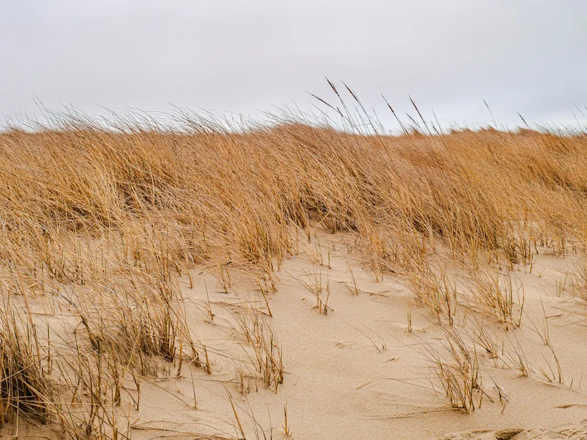 Dune grass in golden light on a Lake Michigan shore