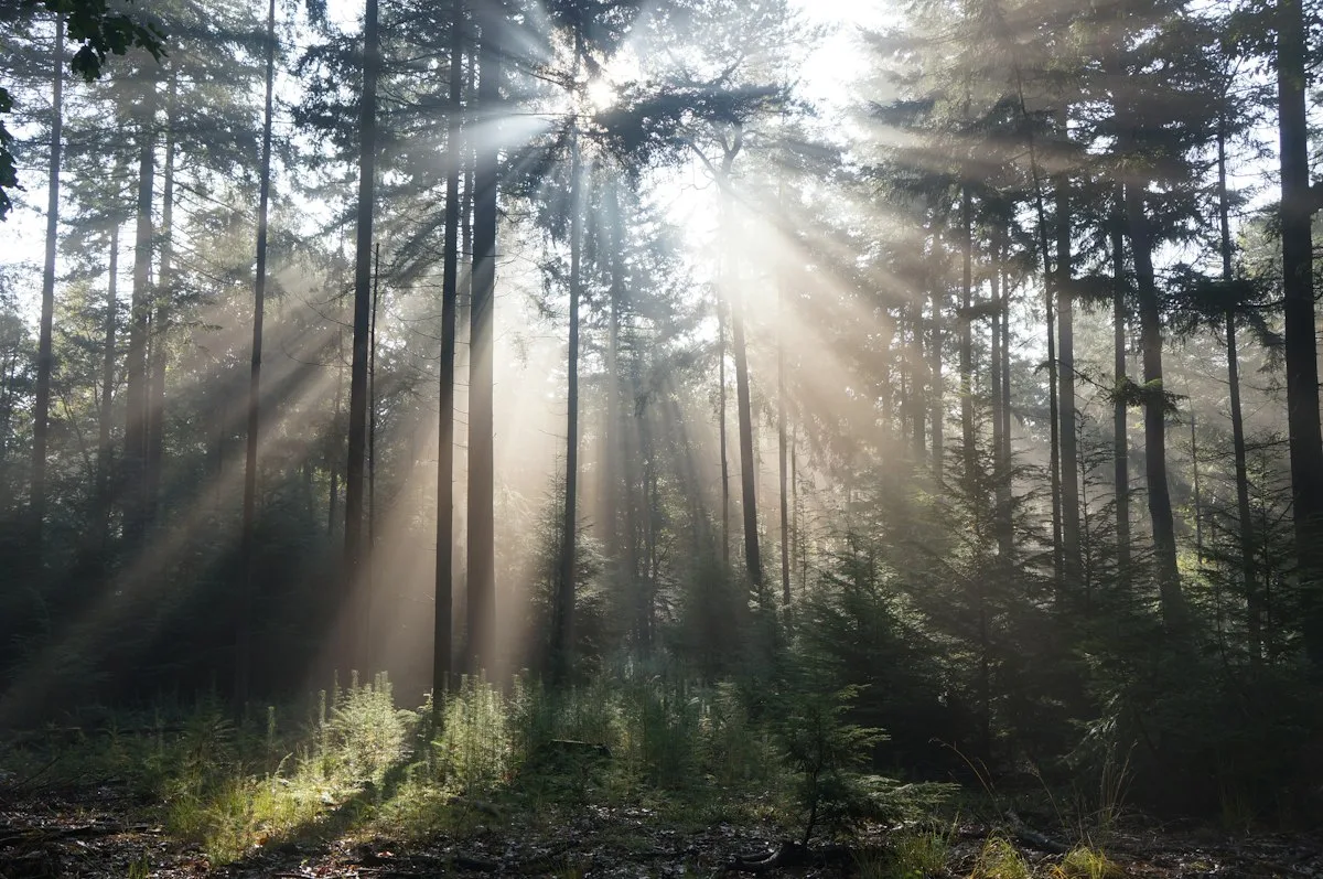 Soft light through a pine forest